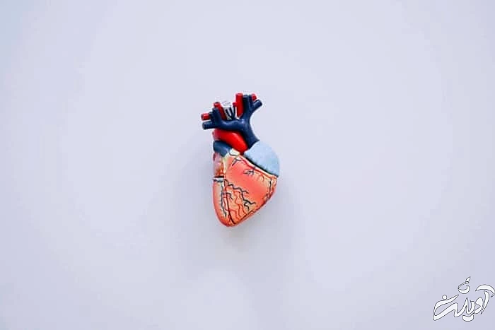 افزایش سلامت قلب با دوییدن قلب